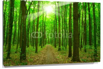 Lienzo Bosque verde con sol
